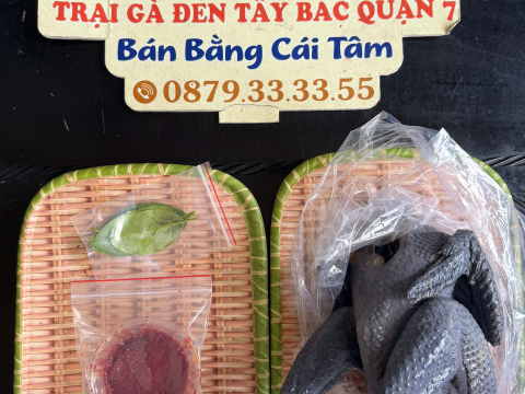 Trại gà đen Tây Bắc Sơn Vũ