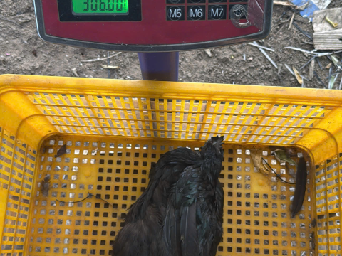 Trại gà đen Tây Bắc Sơn Vũ