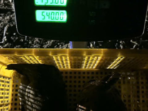 Trại gà đen Tây Bắc Sơn Vũ