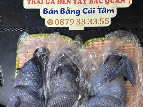 Trại gà đen Tây Bắc Sơn Vũ