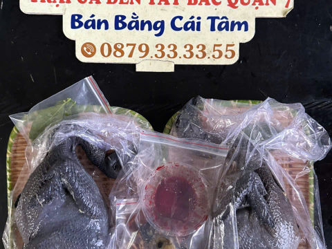 Trại gà đen Tây Bắc Sơn Vũ