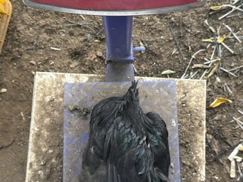 Trại gà đen Tây Bắc Sơn Vũ