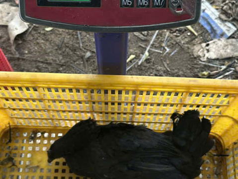 Trại gà đen Tây Bắc Sơn Vũ