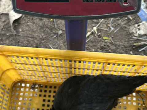 Trại gà đen Tây Bắc Sơn Vũ