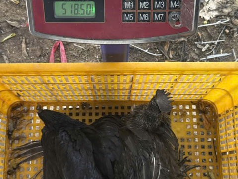 Trại gà đen Tây Bắc Sơn Vũ