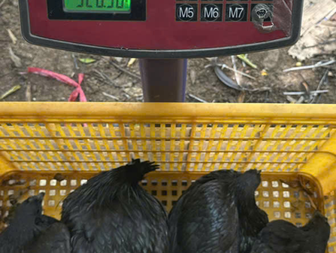 Trại gà đen Tây Bắc Sơn Vũ