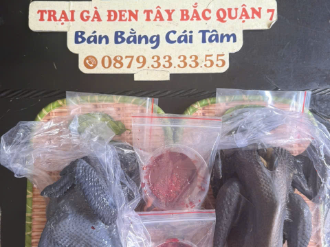 Trại gà đen Tây Bắc Sơn Vũ