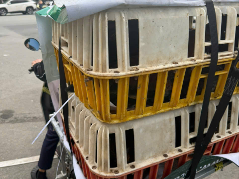 Trại gà đen Tây Bắc Sơn Vũ