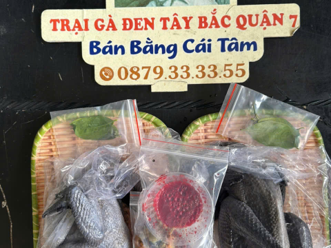Trại gà đen Tây Bắc Sơn Vũ
