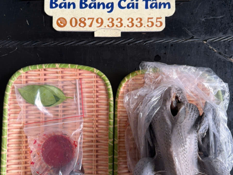 Trại gà đen Tây Bắc Sơn Vũ