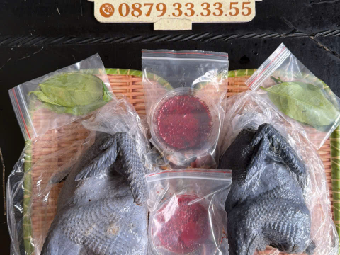 Trại gà đen Tây Bắc Sơn Vũ