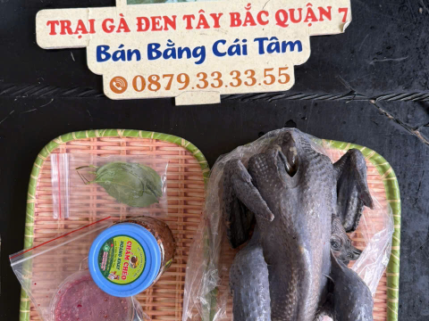 Trại gà đen Tây Bắc Sơn Vũ