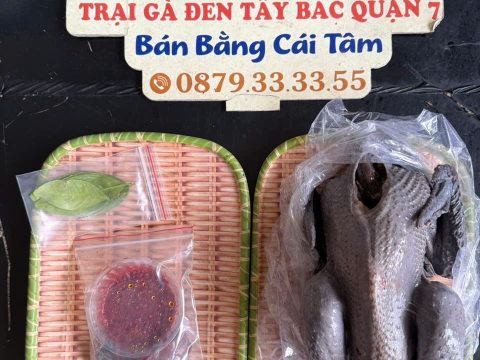 Trại gà đen Tây Bắc Sơn Vũ