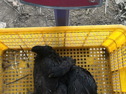 Trại gà đen Tây Bắc Sơn Vũ