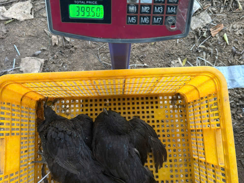 Trại gà đen Tây Bắc Sơn Vũ