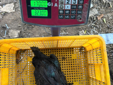 Trại gà đen Tây Bắc Sơn Vũ