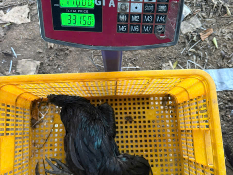 Trại gà đen Tây Bắc Sơn Vũ