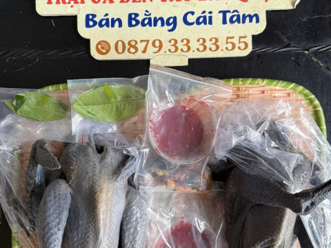 Trại gà đen Tây Bắc Sơn Vũ