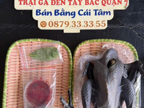 Trại gà đen Tây Bắc Sơn Vũ
