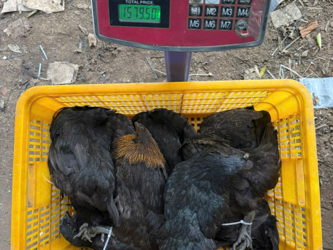 Trại gà đen Tây Bắc Sơn Vũ