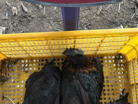 Trại gà đen Tây Bắc Sơn Vũ