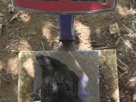 Trại gà đen Tây Bắc Sơn Vũ