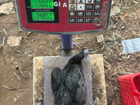 Trại gà đen Tây Bắc Sơn Vũ