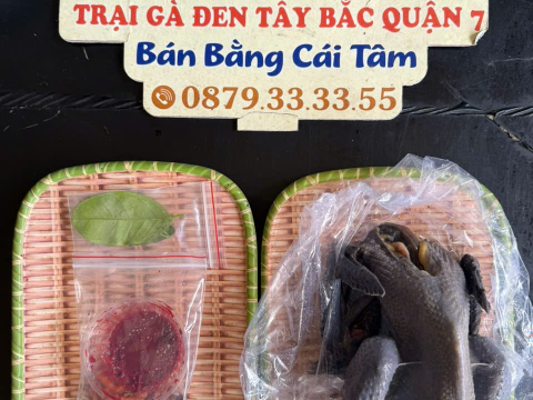 Trại gà đen Tây Bắc Sơn Vũ