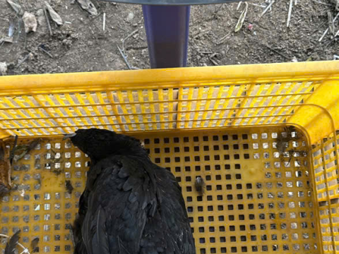 Trại gà đen Tây Bắc Sơn Vũ