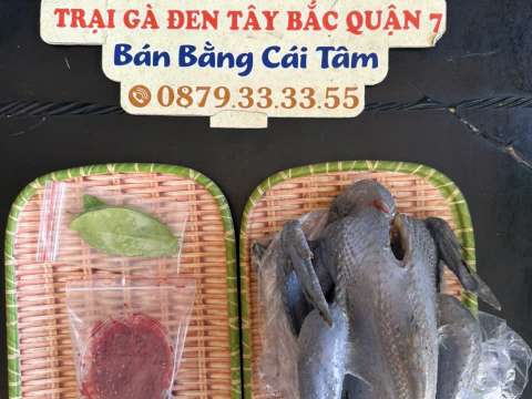 Trại gà đen Tây Bắc Sơn Vũ