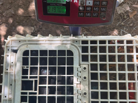 Trại gà đen Tây Bắc Sơn Vũ