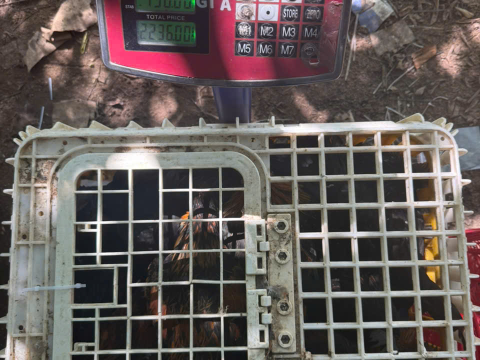 Trại gà đen Tây Bắc Sơn Vũ