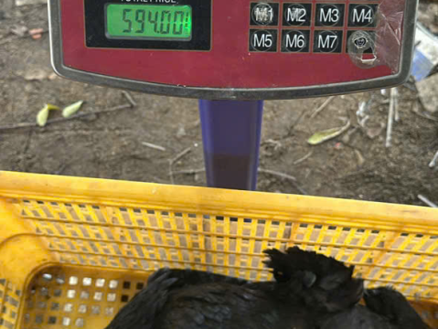 Trại gà đen Tây Bắc Sơn Vũ