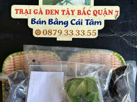 Trại gà đen Tây Bắc Sơn Vũ