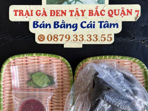 Trại gà đen Tây Bắc Sơn Vũ