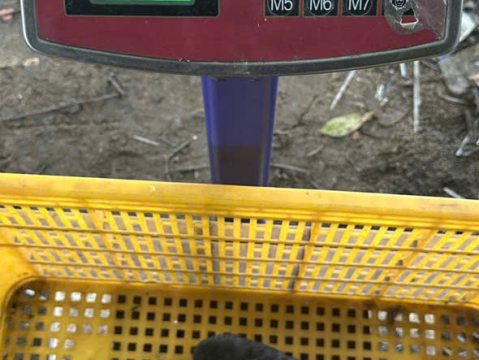 Trại gà đen Tây Bắc Sơn Vũ