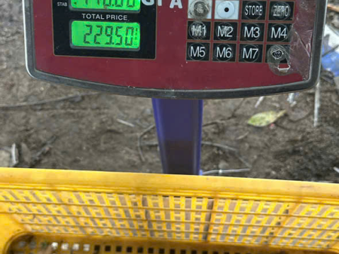 Trại gà đen Tây Bắc Sơn Vũ