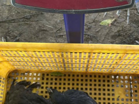 Trại gà đen Tây Bắc Sơn Vũ