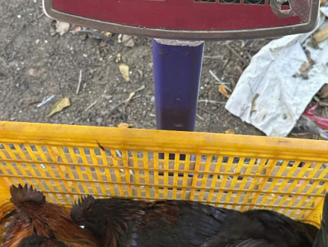 Trại gà đen Tây Bắc Sơn Vũ