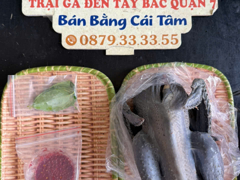 Trại gà đen Tây Bắc Sơn Vũ