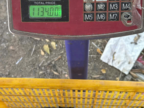 Trại gà đen Tây Bắc Sơn Vũ