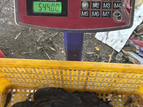 Trại gà đen Tây Bắc Sơn Vũ