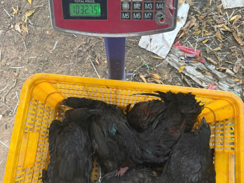 Trại gà đen Tây Bắc Sơn Vũ