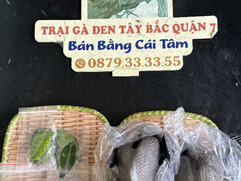 Trại gà đen Tây Bắc Sơn Vũ