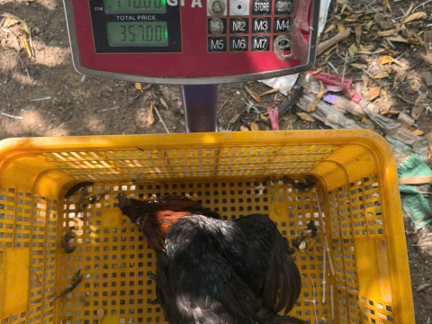 Trại gà đen Tây Bắc Sơn Vũ