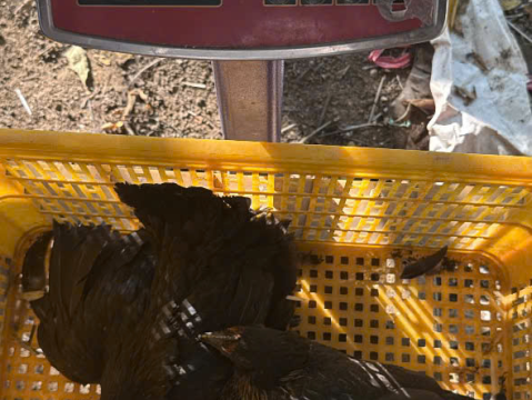 Trại gà đen Tây Bắc Sơn Vũ