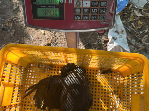 Trại gà đen Tây Bắc Sơn Vũ