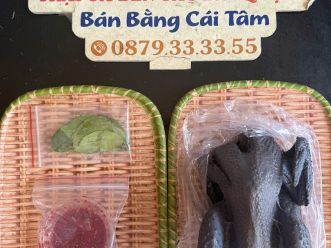 Trại gà đen Tây Bắc Sơn Vũ