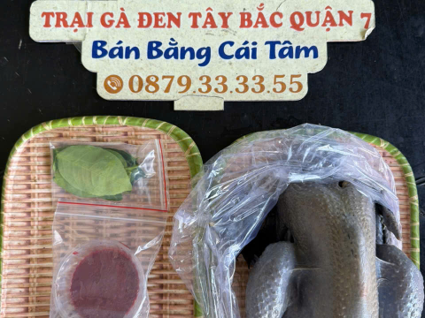 Trại gà đen Tây Bắc Sơn Vũ
