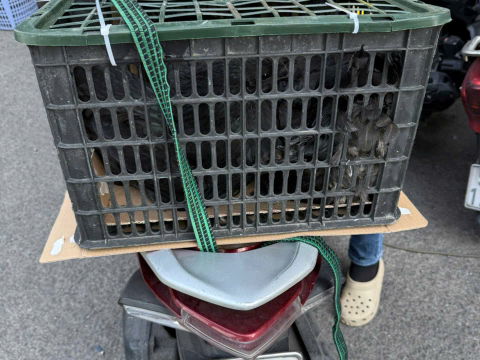 Trại gà đen Tây Bắc Sơn Vũ